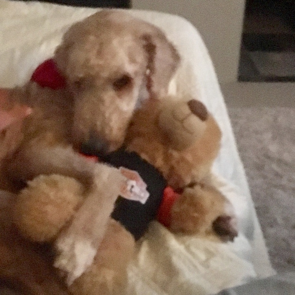 Meet your Posher, Pamela